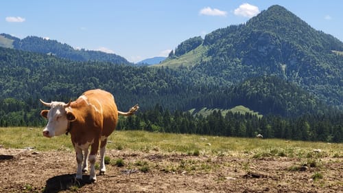 Rund um den Heuberg