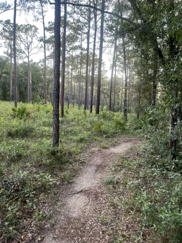 Best Hikes and Trails in Croom Wildlife Management Area | AllTrails