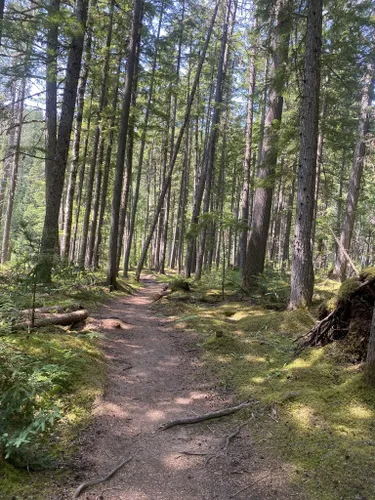 Bedste Vandreture Og Ruter I Shuswap Lake Provincial Park AllTrails