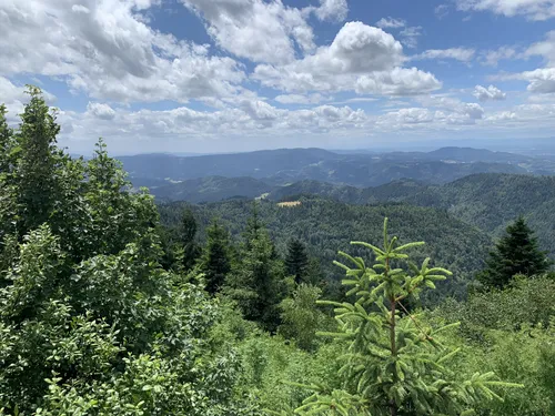 Hiking black clearance forest