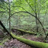 Butter Gap to Cat Gap Trail , North Carolina - 490 Reviews, Map | AllTrails