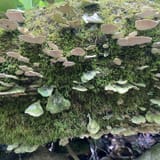 Butter Gap to Cat Gap Trail , North Carolina - 490 Reviews, Map | AllTrails