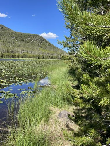 Harlequin lake clearance yellowstone