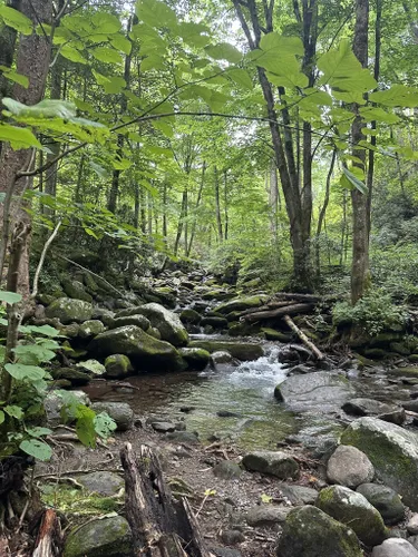 10 Best Easy Trails in Gatlinburg | AllTrails