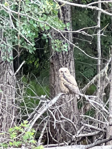 2023 Best Walking Trails in Ester AllTrails