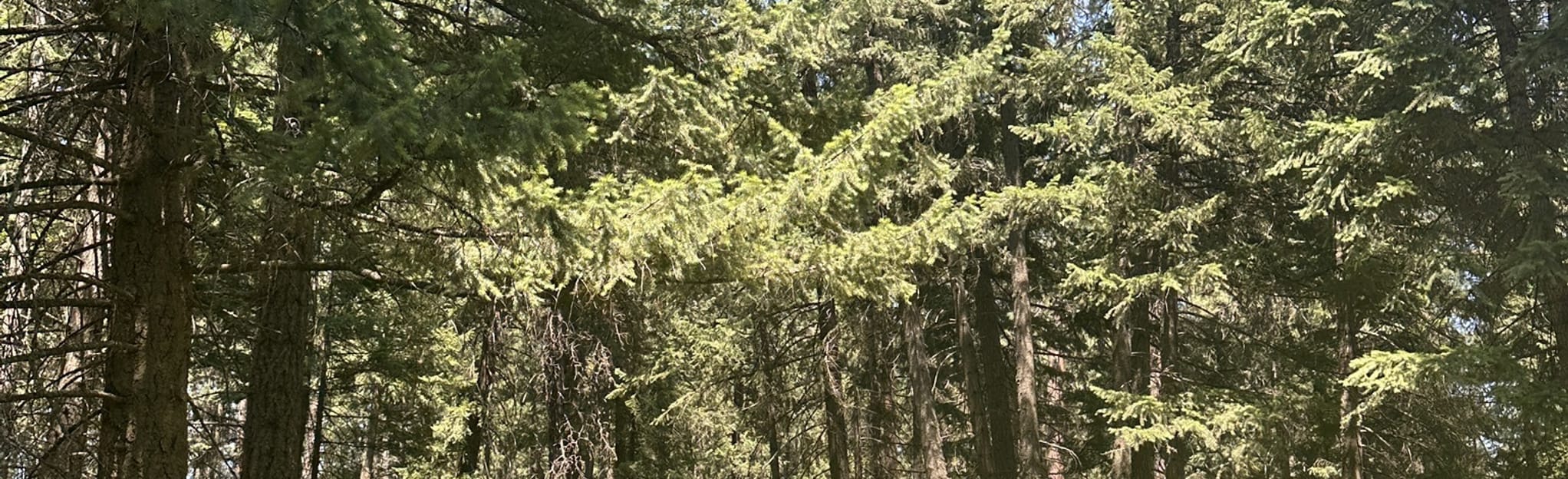 English Point Red Loop Trail 292 foto's Idaho AllTrails