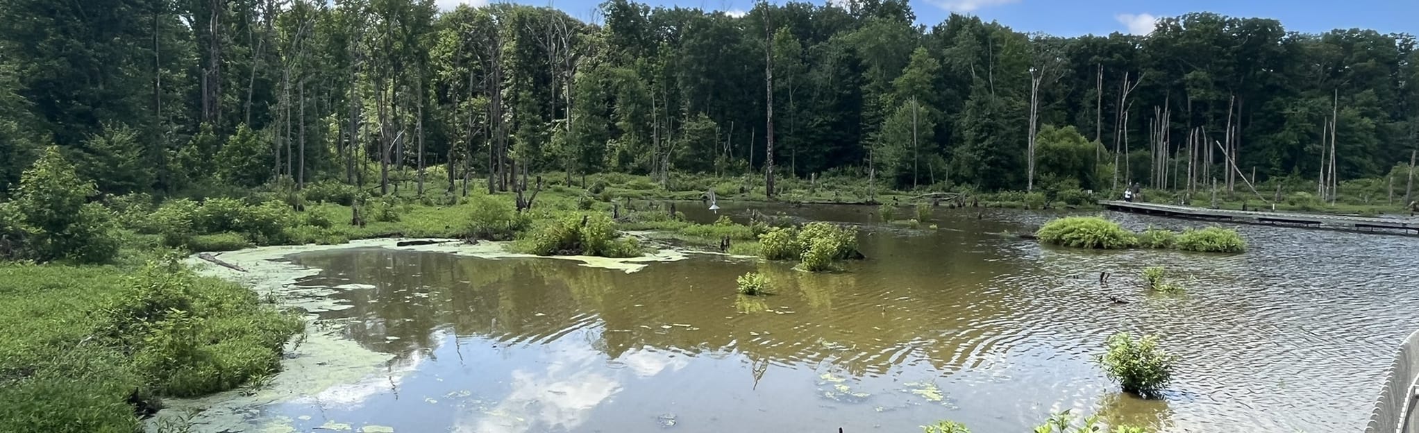 AllTrails Cedar Trail, Deer Trail, and Heron Trail Loop 865 Reviews