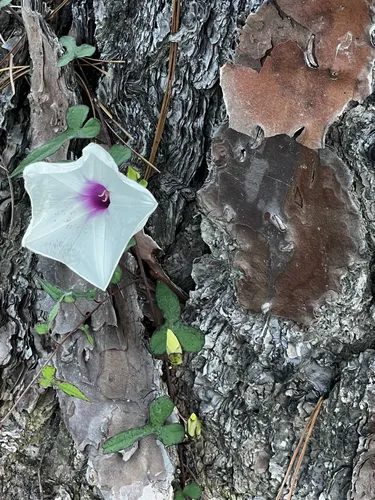 Best Hikes and Trails in Bear Lake Recreation Area | AllTrails