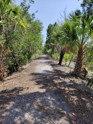 Best Hikes and Trails in Pasco Palms Preserve | AllTrails