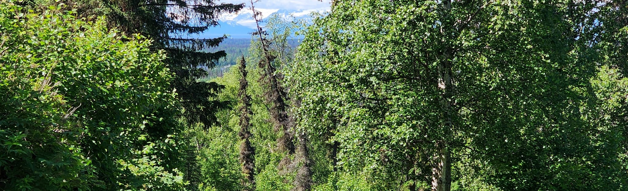 tsalteshi-ski-trail-full-loop-alaska-53-reviews-map-alltrails