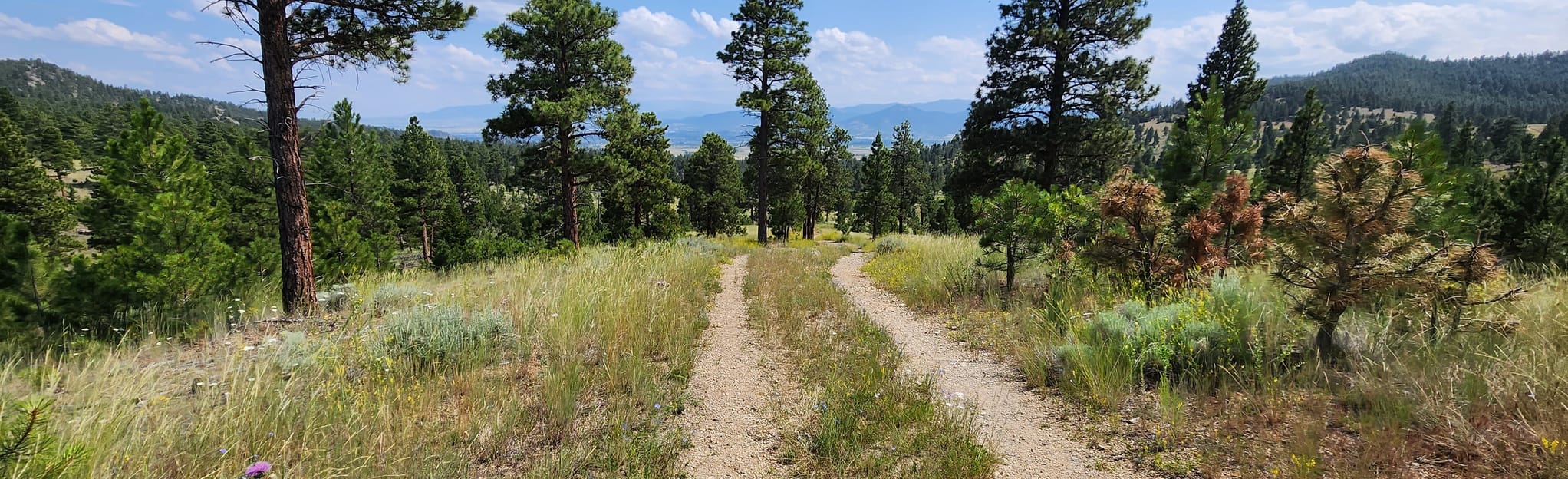 Head Lane to Scratchgravel Hills 50 fotos Montana AllTrails