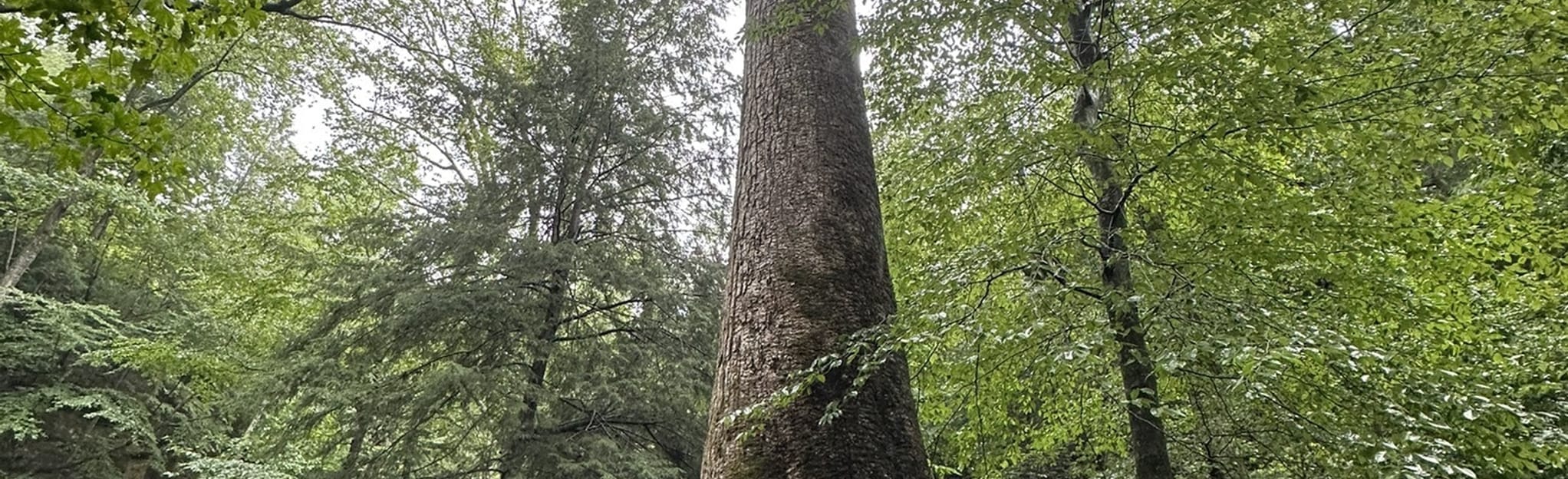 Sipsey Big Tree, Alabama 128 Reviews, Map AllTrails