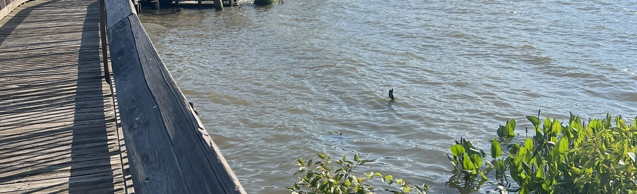 Accokeek Creek Marsh Boardwalk 58 Reviews, Map Maryland AllTrails