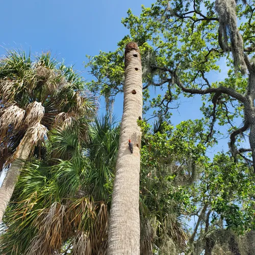 Best Hikes and Trails in Philippe Park AllTrails