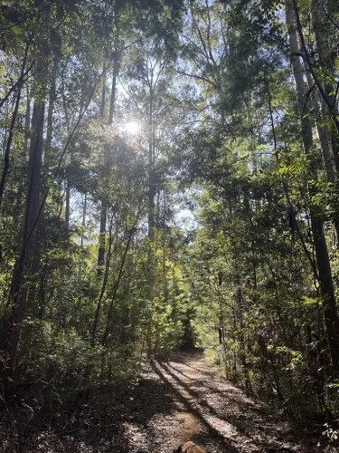 Best Hikes and Trails in Lower Bucca State Forest | AllTrails