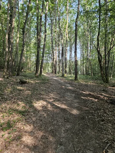 2023 Best Forest Trails in Ravel
