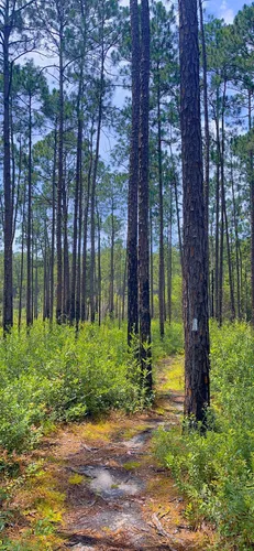 Best Hikes and Trails in Bear Lake Recreation Area | AllTrails