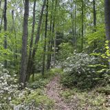 Tioga West Rim Trail, Pennsylvania - 482 Reviews, Map | AllTrails