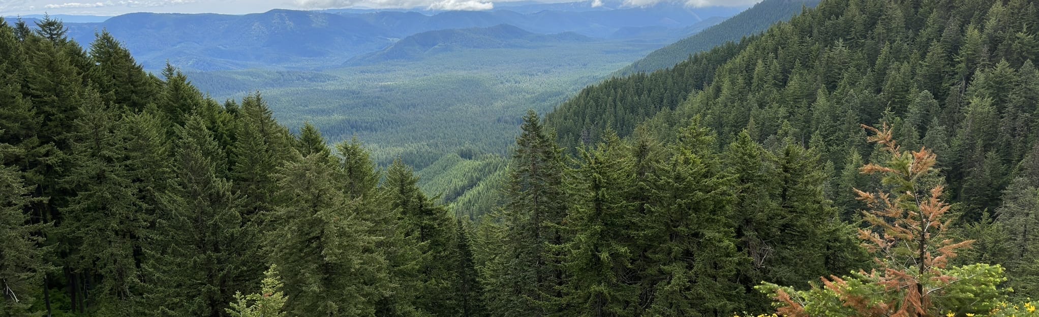 Big Huckleberry Mountain via Pacific Crest Trail 96 fotos Washington