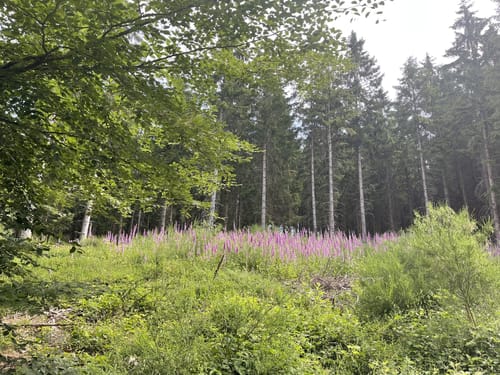 Eifel: Archäologischer Wanderweg