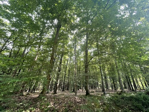 Eifel: Archäologischer Wanderweg