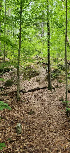 A Hike Through Time: Discovering New Hampshire's Rhododendron State Park