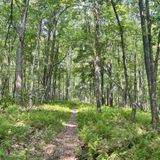 Morrison and Rimrock Trail Loop, Pennsylvania - 465 Reviews, Map ...