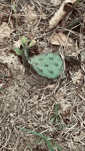 2023 Best Trail Running Trails in Sand Ridge State Forest | AllTrails