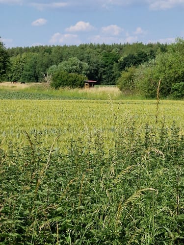 Durch den Oberforst und Mittelforst