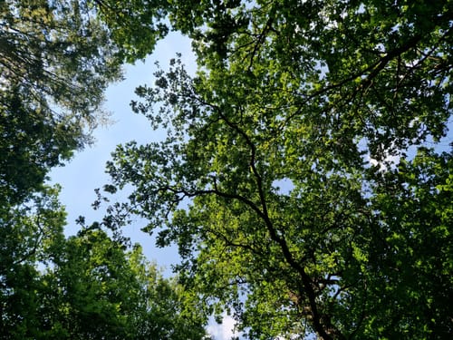 Durch den Oberforst und Mittelforst