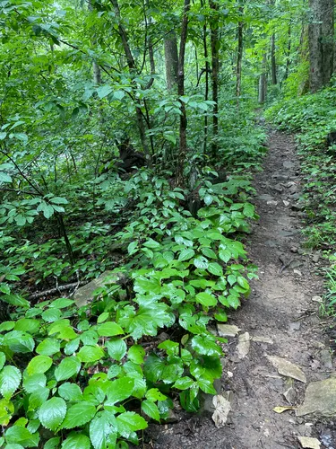 2023 Best Hard Trails in Monte - EyJidWNrZXQiOiJhc3NldHMuYWxsdHJhaWxzLmNvbSIsImtleSI6InVwbG9hZHMvcGhvdG8vaW1hZ2UvNjEzNjQ2OTAvOGY1Mzk0M2I2MzViZWY0MzVjZmMyZGI3YWMxZDM0MTEuanBnIiwiZWRpdHMiOnsidG9Gb3JtYXQiOiJ3ZWJwIiwicmVzaXplIjp7IndpZHRoIjo1MDAsImhlaWdodCI6NTAwLCJmaXQiOiJpbnNpZGUifSwicm90YXRlIjpudWxsLCJqcGVnIjp7InRyZWxsaXNRdWFudGlzYXRpb24iOnRydWUsIm92ZXJzaG9vdERlcmluZ2luZyI6dHJ1ZSwib3B0aW1pc2VTY2FucyI6dHJ1ZSwicXVhbnRpc2F0aW9uVGFibGUiOjN9fX0=