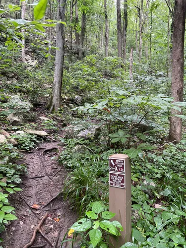 2023 Best Hard Trails in Monte - EyJidWNrZXQiOiJhc3NldHMuYWxsdHJhaWxzLmNvbSIsImtleSI6InVwbG9hZHMvcGhvdG8vaW1hZ2UvNjEzNjQ2OTEvNTBhMjhhYWY0ZDY5NDgxMGIzNWJjMWIwZDI2MmFiMDEuanBnIiwiZWRpdHMiOnsidG9Gb3JtYXQiOiJ3ZWJwIiwicmVzaXplIjp7IndpZHRoIjo1MDAsImhlaWdodCI6NTAwLCJmaXQiOiJpbnNpZGUifSwicm90YXRlIjpudWxsLCJqcGVnIjp7InRyZWxsaXNRdWFudGlzYXRpb24iOnRydWUsIm92ZXJzaG9vdERlcmluZ2luZyI6dHJ1ZSwib3B0aW1pc2VTY2FucyI6dHJ1ZSwicXVhbnRpc2F0aW9uVGFibGUiOjN9fX0=