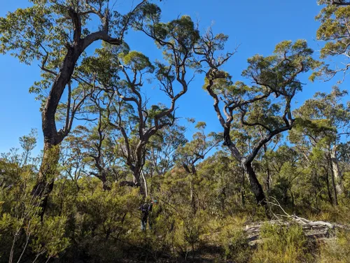 10 Best Hikes and Trails in Yengo National Park | AllTrails