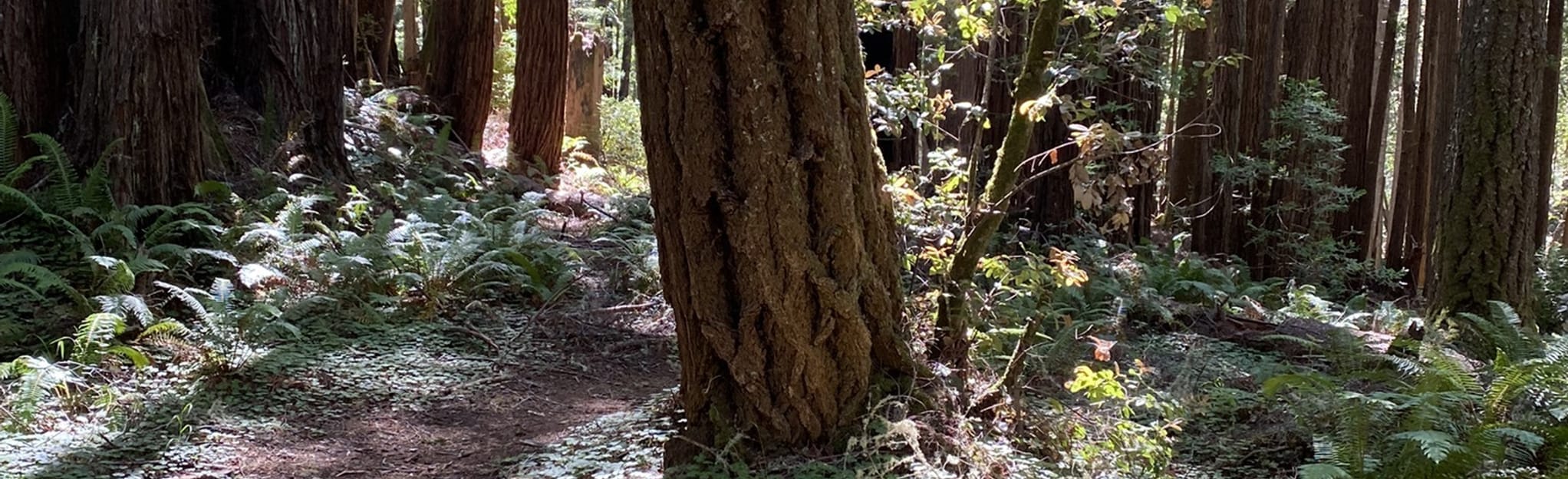 Chinese Gulch Trail and Phillips Gulch Trail 129 Reviews, Map