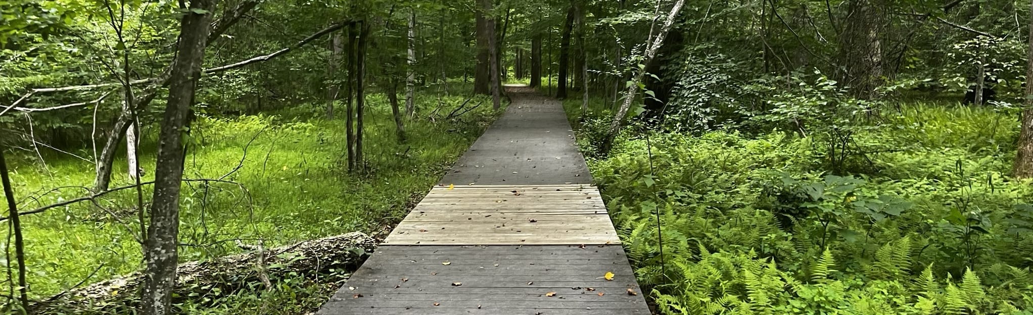 Turkey Run Ridge Trail, Virginia 788 Reviews, Map AllTrails