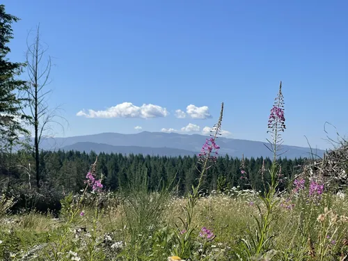 Best Dogs On Leash Trails in Silver - EyJidWNrZXQiOiJhc3NldHMuYWxsdHJhaWxzLmNvbSIsImtleSI6InVwbG9hZHMvcGhvdG8vaW1hZ2UvNjI0MzU1MDQvZDM3ZTg1NTllYmI2ODNlNjY1N2M0MGVkZjk1ZjMxNTIuanBnIiwiZWRpdHMiOnsidG9Gb3JtYXQiOiJ3ZWJwIiwicmVzaXplIjp7IndpZHRoIjo1MDAsImhlaWdodCI6NTAwLCJmaXQiOiJpbnNpZGUifSwicm90YXRlIjpudWxsLCJqcGVnIjp7InRyZWxsaXNRdWFudGlzYXRpb24iOnRydWUsIm92ZXJzaG9vdERlcmluZ2luZyI6dHJ1ZSwib3B0aW1pc2VTY2FucyI6dHJ1ZSwicXVhbnRpc2F0aW9uVGFibGUiOjN9fX0=