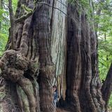 Cheewat Giant Trail to Cheewat Lake, British Columbia, Canada - 66 ...