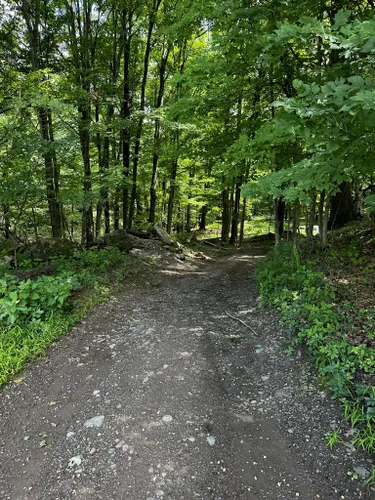 ancient forest cairo new york