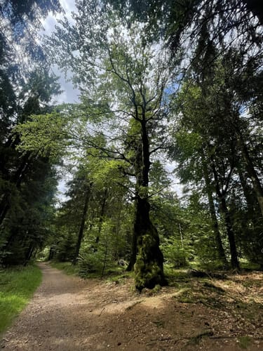 Rennsteig