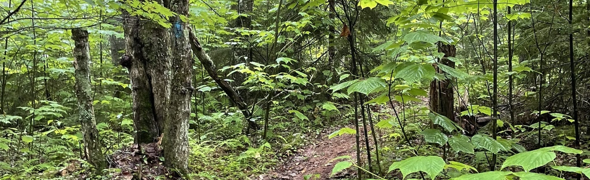 Waldoboro Town Forest Loop, Maine 32 Reviews, Map AllTrails