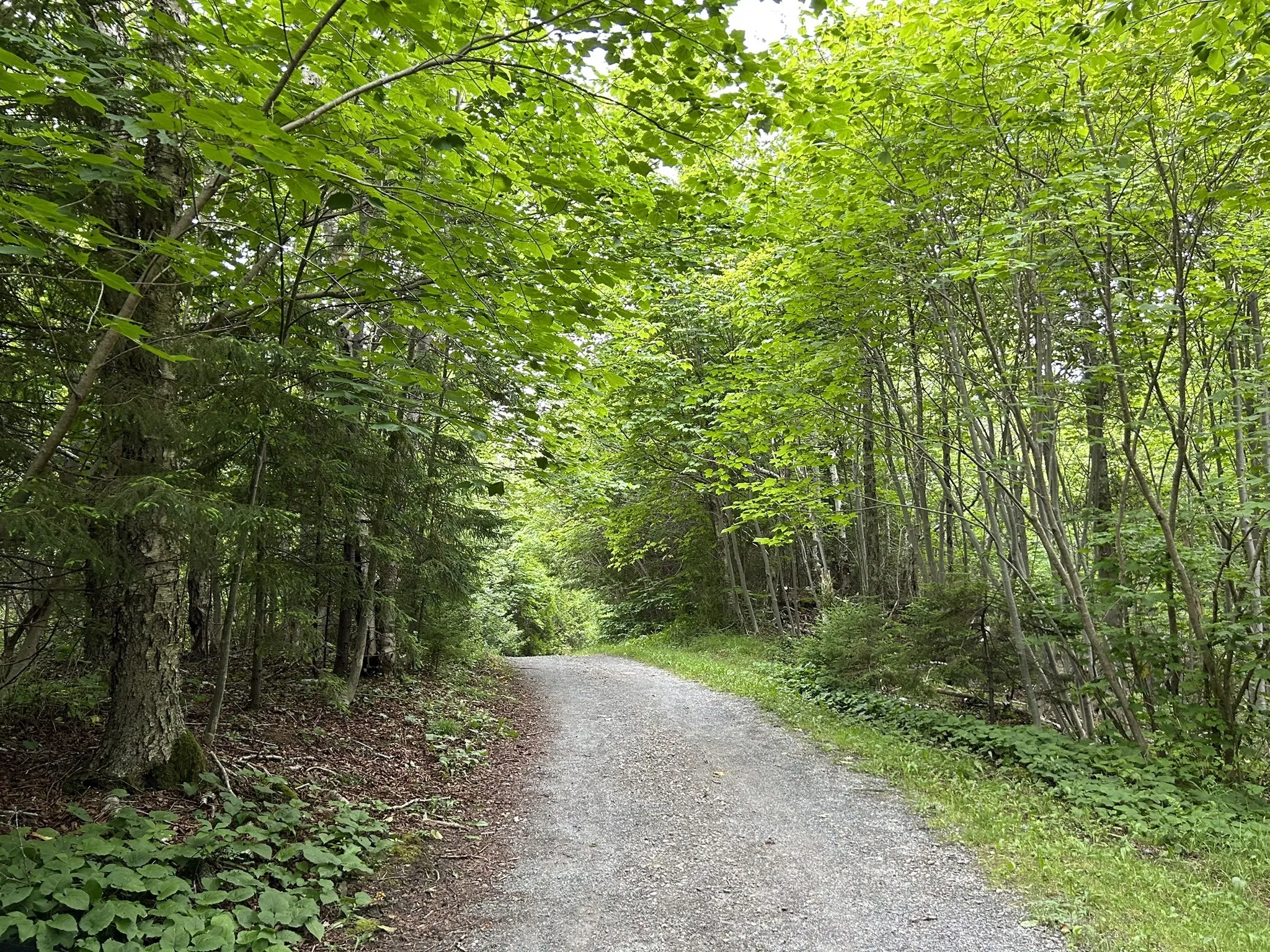 Blueberry Hill and Zoo Trail to Owen's Lake / #CanadaDo / Best Horseback Riding Trails in New Brunswick 