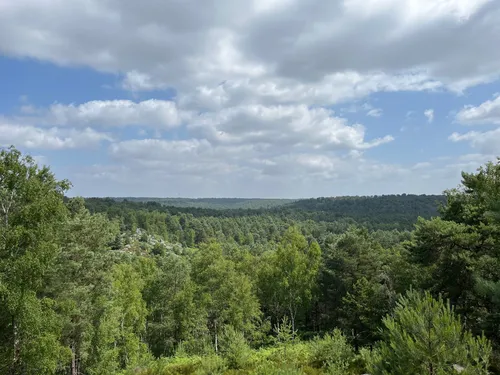 クロード・モネ、Road in the Forest of Fontainebl landscape