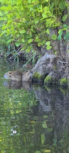 Paddelroute: Waldschlösschen Runde im Spreewald