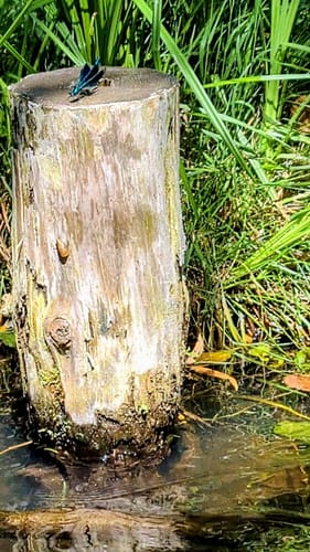 Paddelroute: Waldschlösschen Runde im Spreewald