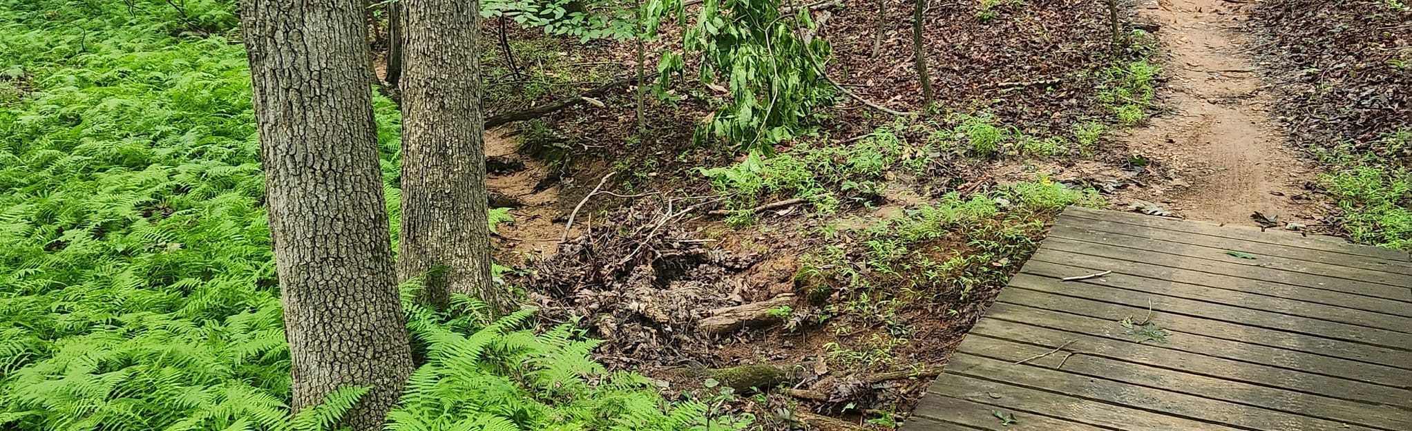 Copperhead Trail, North Carolina 404 Reviews, Map AllTrails