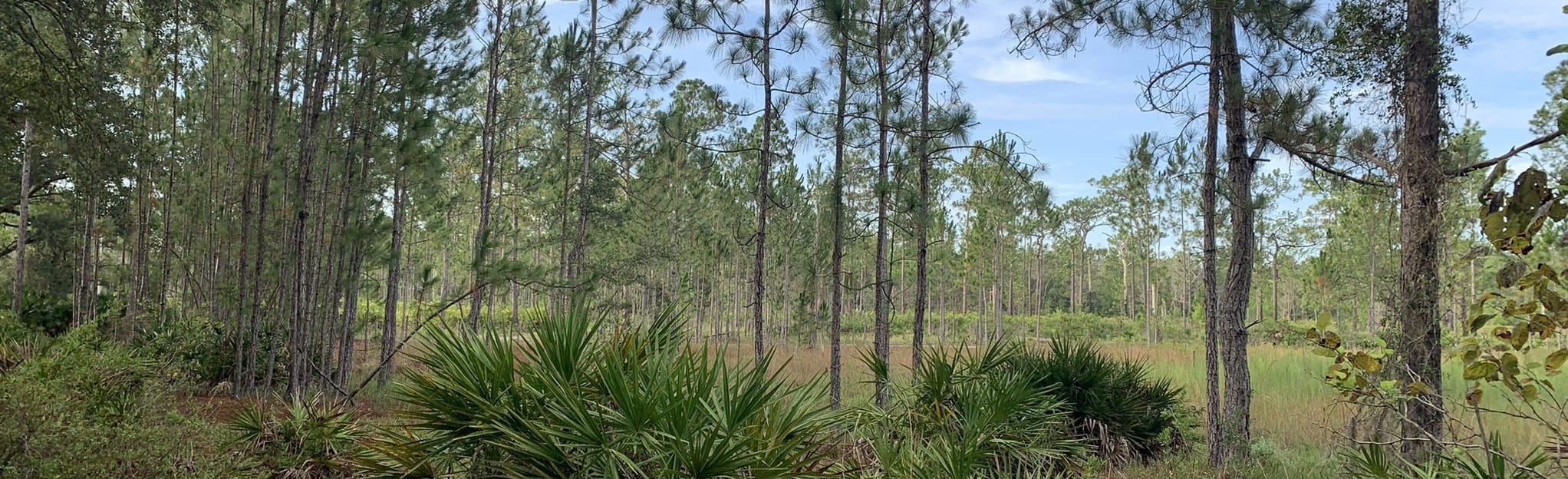Starkey Park Nature Trail Florida - EyJidWNrZXQiOiJhc3NldHMuYWxsdHJhaWxzLmNvbSIsImtleSI6InVwbG9hZHMvcGhvdG8vaW1hZ2UvNjI1NjA5OTUvNmU2NGEzYTAxODYwMTI1Y2Y1ZmJmYzc3OTIwNGVhMDUuanBnIiwiZWRpdHMiOnsidG9Gb3JtYXQiOiJqcGVnIiwicmVzaXplIjp7IndpZHRoIjoyMDQ0LCJoZWlnaHQiOjYyNCwiZml0IjoiY292ZXIifSwicm90YXRlIjpudWxsLCJqcGVnIjp7InRyZWxsaXNRdWFudGlzYXRpb24iOnRydWUsIm92ZXJzaG9vdERlcmluZ2luZyI6dHJ1ZSwib3B0aW1pc2VTY2FucyI6dHJ1ZSwicXVhbnRpc2F0aW9uVGFibGUiOjN9fX0=