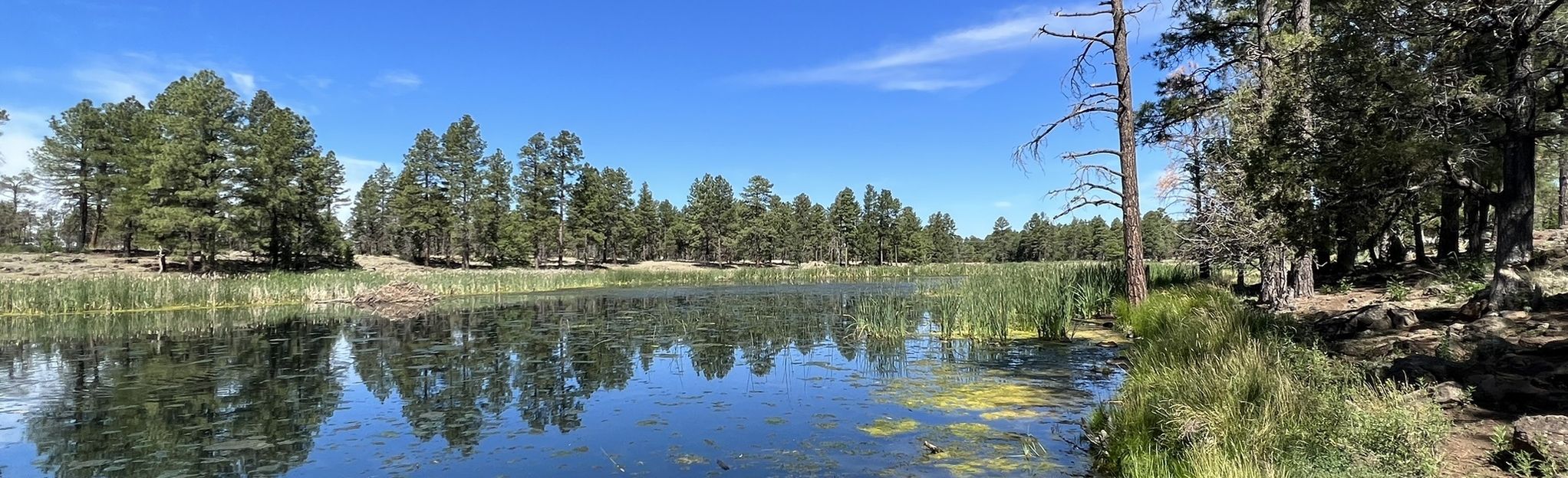 Woodland Lake Outer Loop, Arizona - 568 Reviews, Map | AllTrails