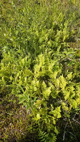 Best Hikes and Trails in Mattaponi Wildlife Management Area AllTrails