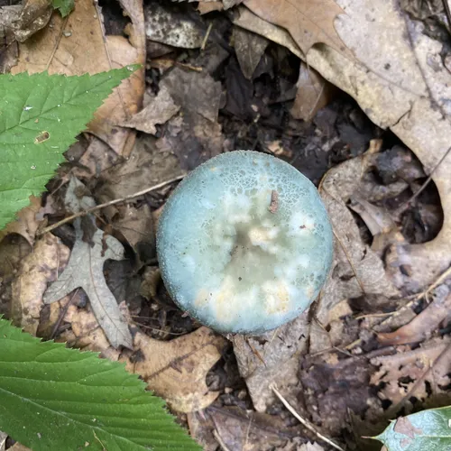 Best Hikes and Trails in Cabin John Regional Park AllTrails