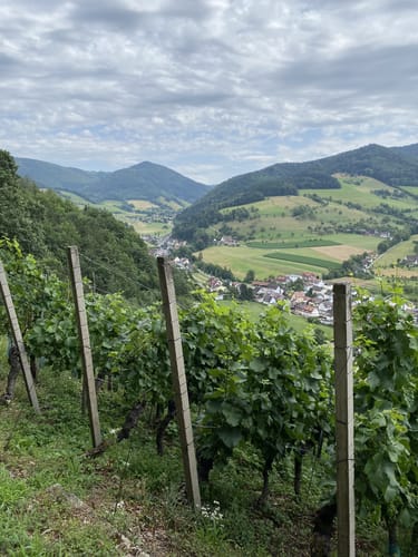 Zum Unteren Fuchsfelsen im Glottertal